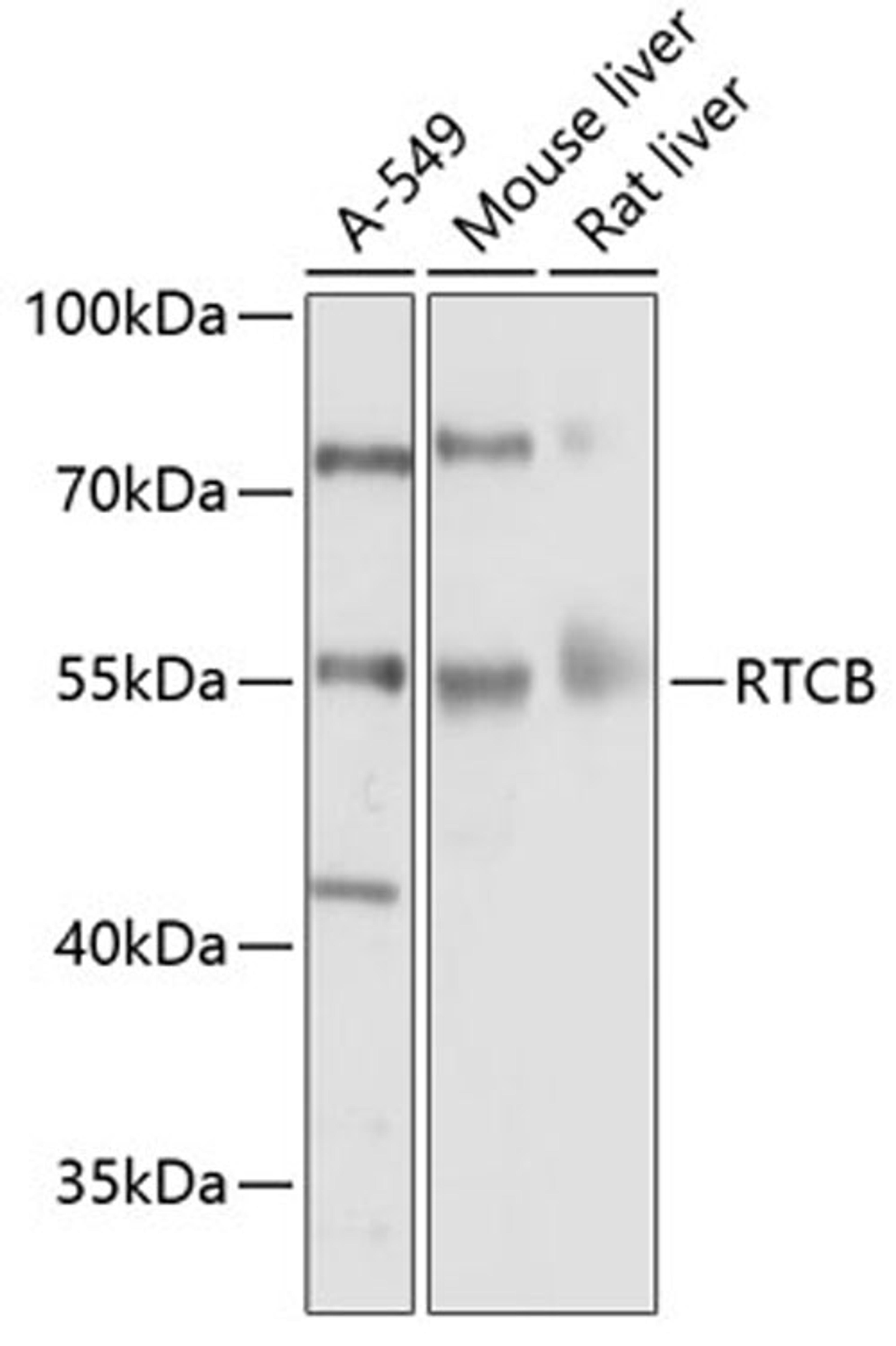 Western blot - RTCB Antibody (A10305)