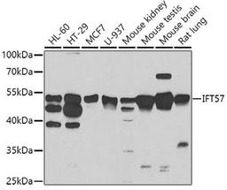 Western blot - IFT57 antibody (A7191)