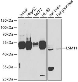 Western blot - LSM11 antibody (A7516)