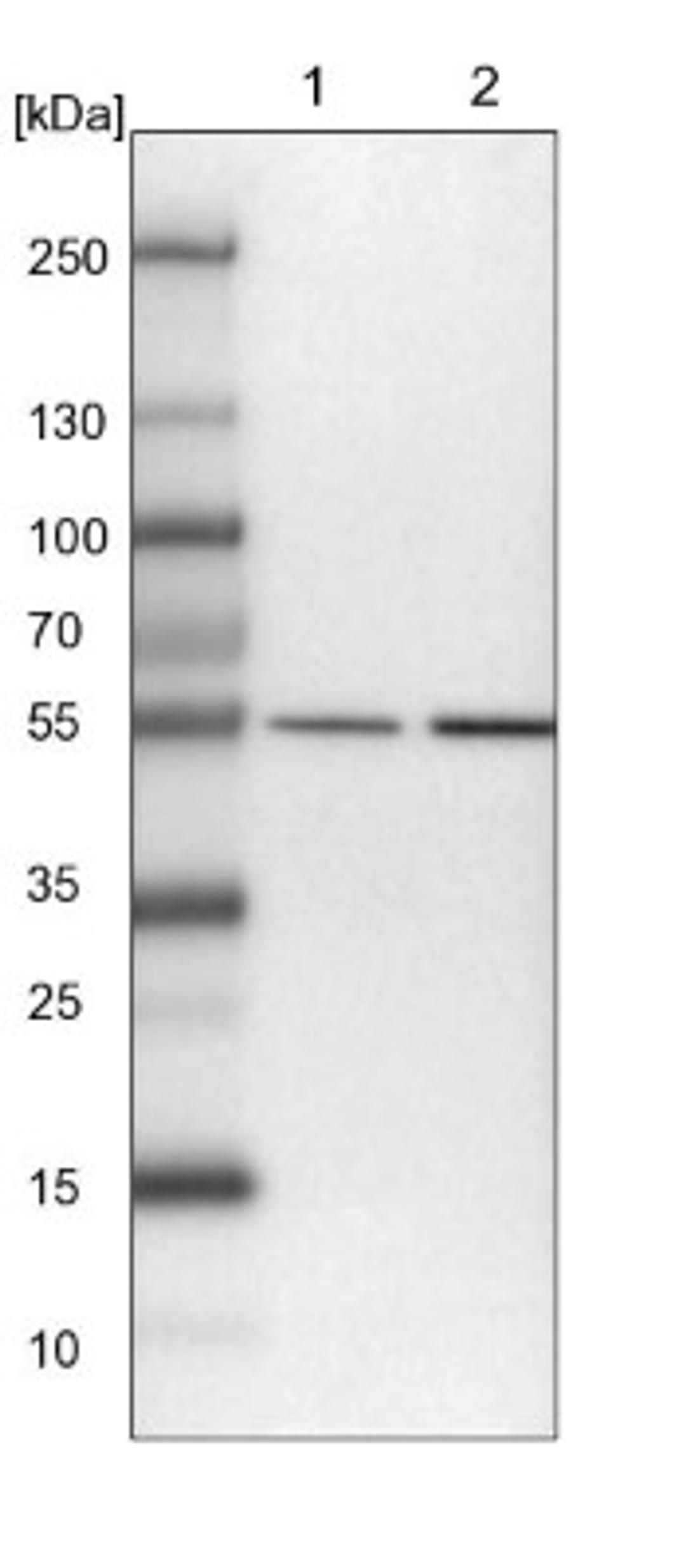 Western Blot: LANCL1 Antibody [NBP1-81796] - Lane 1: NIH-3T3 cell lysate (Mouse embryonic fibroblast cells)<br/>Lane 2: NBT-II cell lysate (Rat Wistar bladder tumour cells)