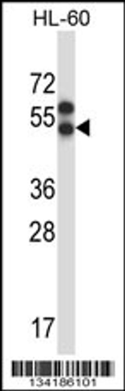 Western blot analysis in HL-60 cell line lysates (35ug/lane).