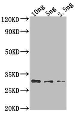 Western Blot. Positive WB detected in Recombinant protein. All lanes: AADB antibody at 1:2000. Secondary. Goat polyclonal to rabbit IgG at 1/50000 dilution. Predicted band size: 24.9 kDa. Observed band size: 28 kDa.