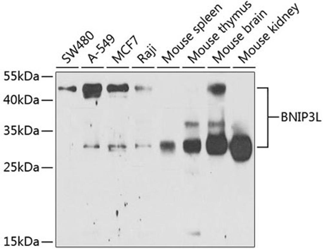 Western blot - BNIP3L antibody (A6283)