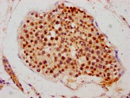 IHC image of CSB-PA843310HA01HU diluted at 1:700 and staining in paraffin-embedded human testis tissue performed on a Leica BondTM system. After dewaxing and hydration, antigen retrieval was mediated by high pressure in a citrate buffer (pH 6.0). Section was blocked with 10% normal goat serum 30min at RT. Then primary antibody (1% BSA) was incubated at 4&deg;C overnight. The primary is detected by a biotinylated secondary antibody and visualized using an HRP conjugated SP system.