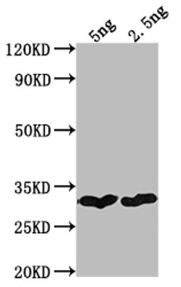 Western Blot. Positive WB detected in Recombinant protein. All lanes: cry1Bb antibody at 1:2000. Secondary. Goat polyclonal to rabbit IgG at 1/50000 dilution. Predicted band size: 25.7 kDa. Observed band size: 29 kDa.
