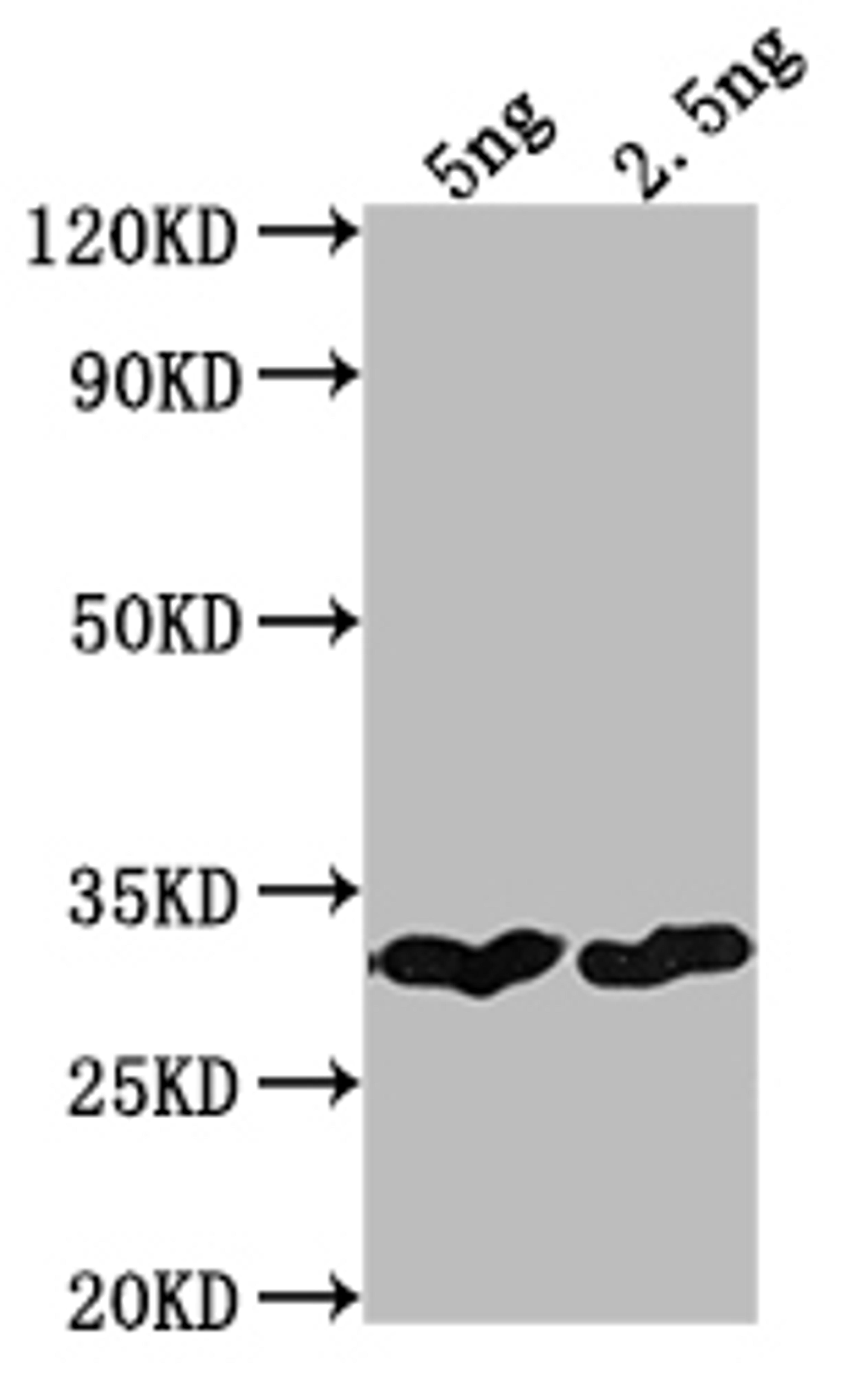Western Blot. Positive WB detected in Recombinant protein. All lanes: cry1Bb antibody at 1:2000. Secondary. Goat polyclonal to rabbit IgG at 1/50000 dilution. Predicted band size: 25.7 kDa. Observed band size: 29 kDa.