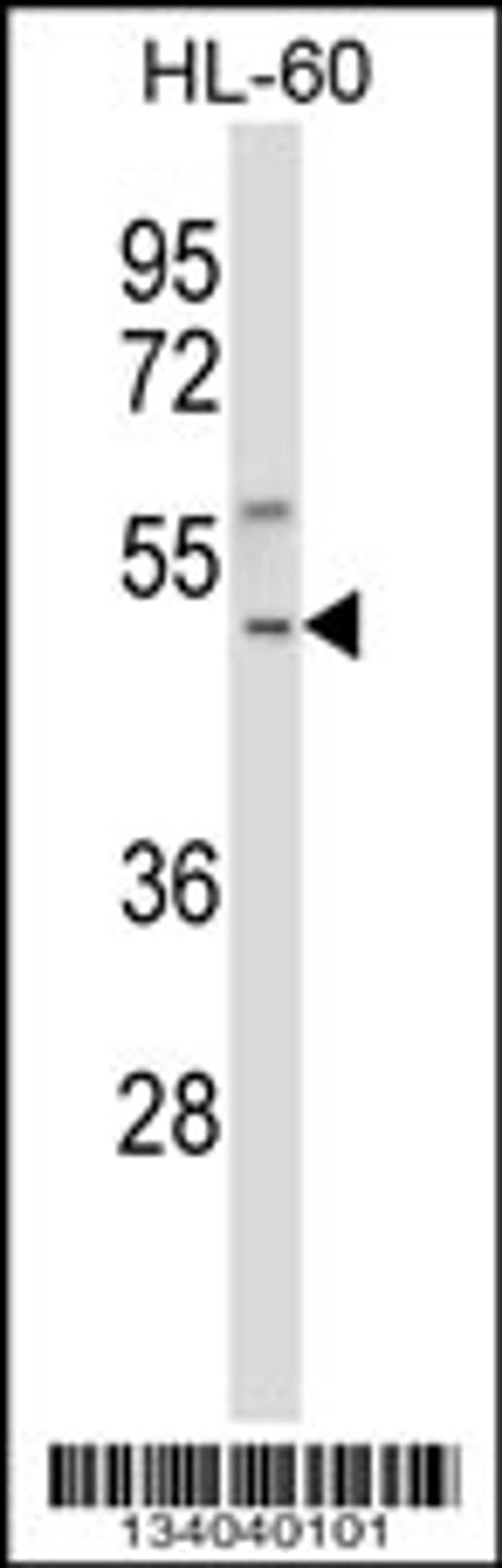 Western blot analysis in HL-60 cell line lysates (35ug/lane).