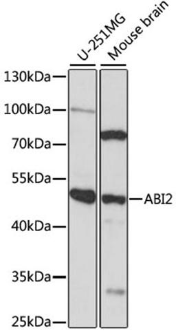 Western blot - ABI2 antibody (A14992)