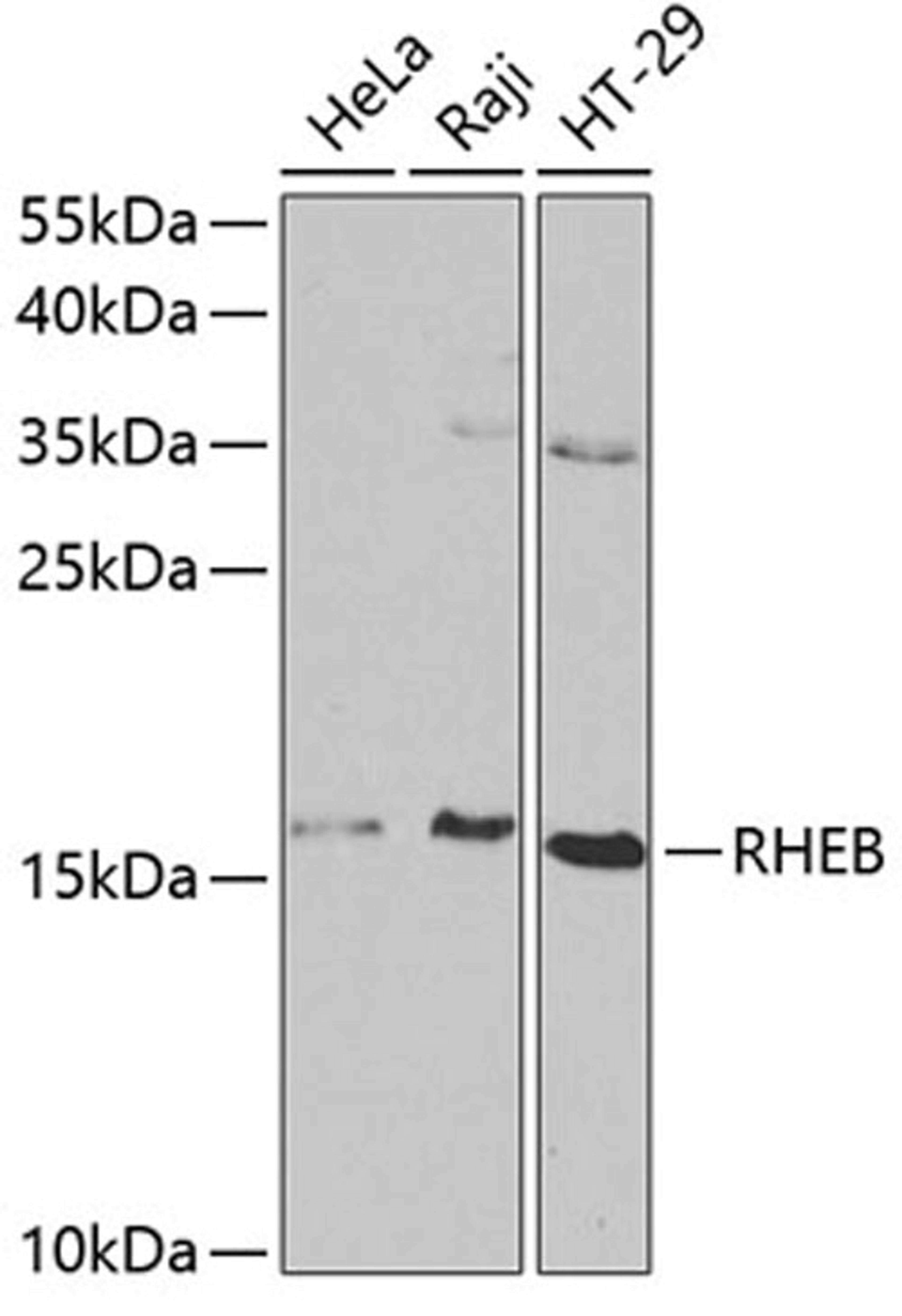 Western blot - RHEB antibody (A1165)