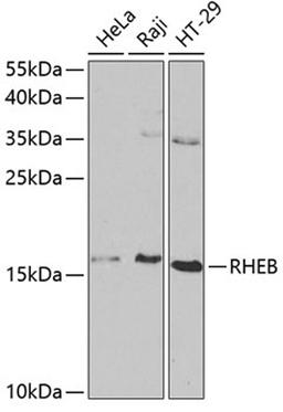 Western blot - RHEB antibody (A1165)