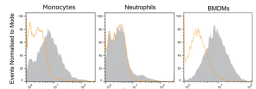 Blocking of Fc-receptors by anti-CD16 antibody