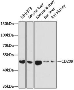 Western blot - CD209 antibody (A1466)