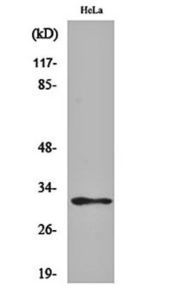 Western blot analysis of Hela cell lysates using MRP-L46 antibody