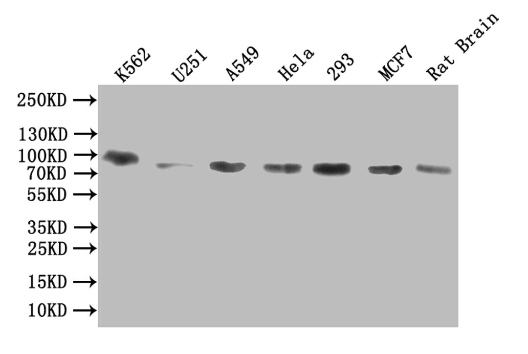 Western BlotPositive WB detected in: K562 whole cell lysate, U251 whole cell lysate, A549 whole cell lysate, Hela whole cell lysate, 293 whole cell lysate, MCF7 whole cell lysate, Rat Brain tissue lysateAll lanes: DDHD2 antibody at 1:1000SecondaryGoat polyclonal to rabbit IgG at 1/50000 dilutionPredicted band size: 82 kDaObserved band size: 82 kDa