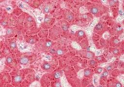 Immunohistochemistry-Paraffin: Apolipoprotein CIII Antibody [NB600-610] - Tissue: liver.