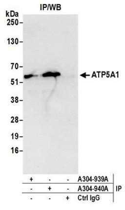 Detection of human ATP5A1 by western blot of immunoprecipitates.