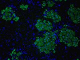 Immunocytochemistry/Immunofluorescence: GFP Antibody [NB600-308] - Analysis of GFP in rat liver. Image courtesy of an anonymous customer review.