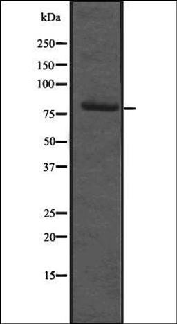 Western blot analysis of Hela cell lysate using RBM35B antibody