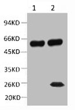 1) Input: Mouse Brain Tissue Lysate  2) IP product: IP dilute 1: 200  Western blot analysis: primary antibody :  1: 10000  Secondary antibody: Goat anti-Mouse IgG, Light chain specific (S003), 1: 5000