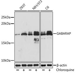 Western blot - GABARAP Rabbit mAb (A4335)