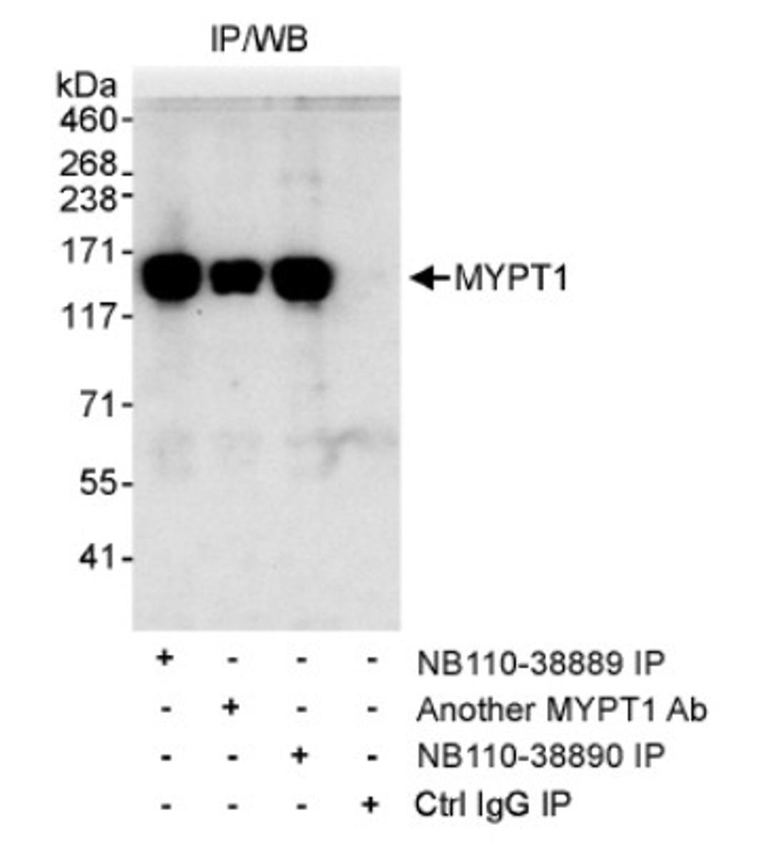 Western Blot: Myosin Phosphatase Antibody [NB110-38889] - Whole cell lysate (1 mg/IP,  20% IP loaded) from HeLa cells. NB110-38889 used for IP (3 ug/mg lysate). MYPT1 was also immunoprecipitated by other MYPT1 antibody, recognize downstream epitopes.