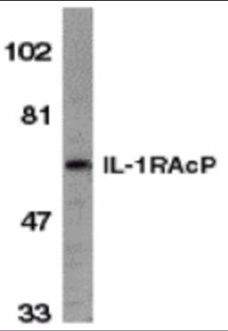 Western blot analysis of IL-1RAcP in HeLa whole cell lysate with IL-1RAcP antibody at 1 &#956;g/mL. 