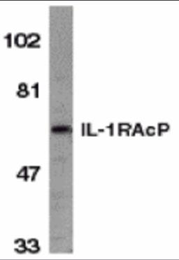 Western blot analysis of IL-1RAcP in HeLa whole cell lysate with IL-1RAcP antibody at 1 μg/mL.