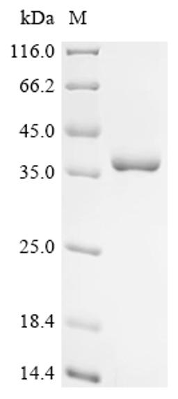 (Tris-Glycine gel) Discontinuous SDS-PAGE (reduced) with 5% enrichment gel and 15% separation gel.