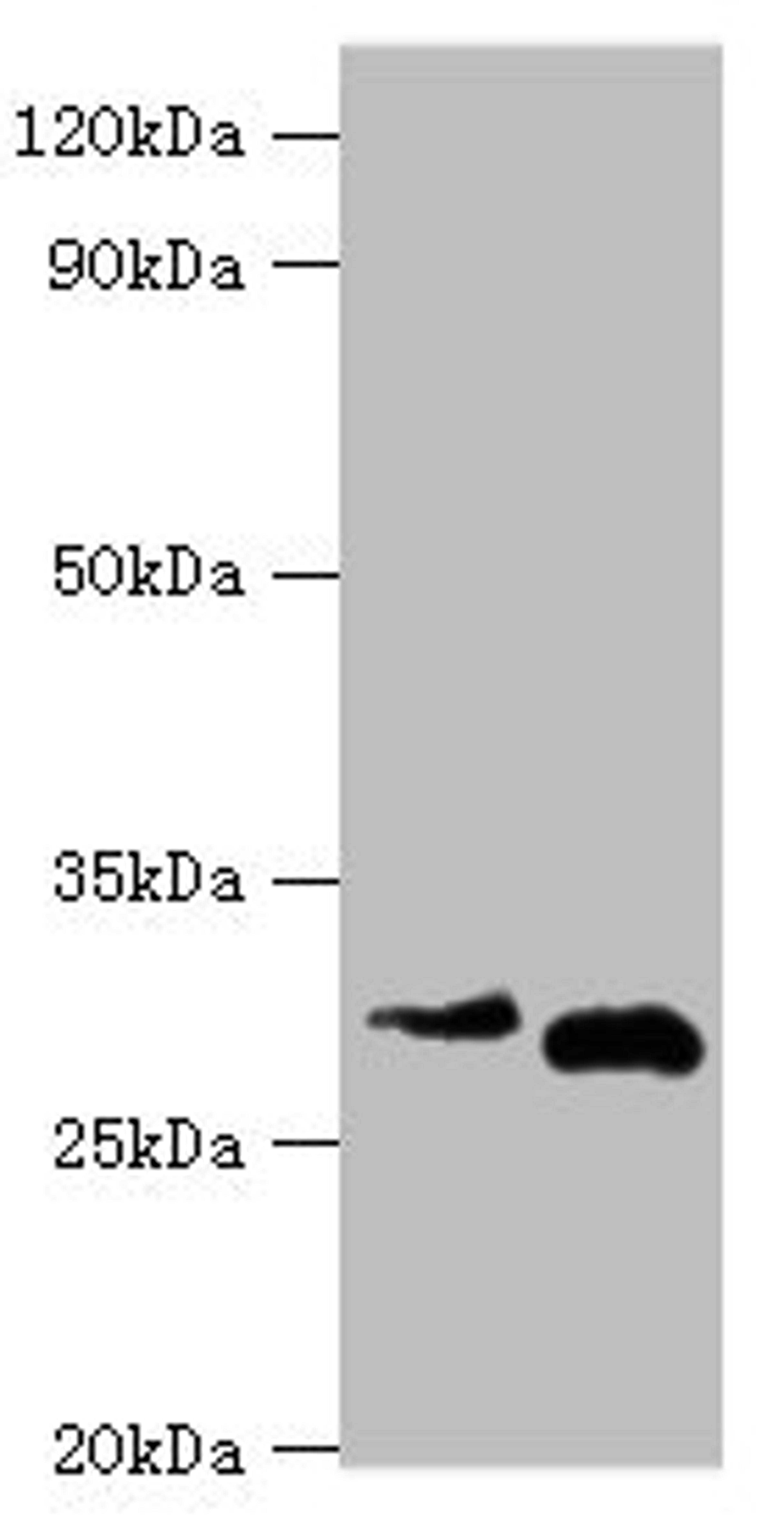Western blot. All lanes: Cerberus antibody at 2ug/ml. Lane 1: Hela whole cell lysate. Lane 2: Rat kidney tissue. Secondary. Goat polyclonal to rabbit IgG at 1/10000 dilution. Predicted band size: 30 kDa. Observed band size: 30 kDa.
