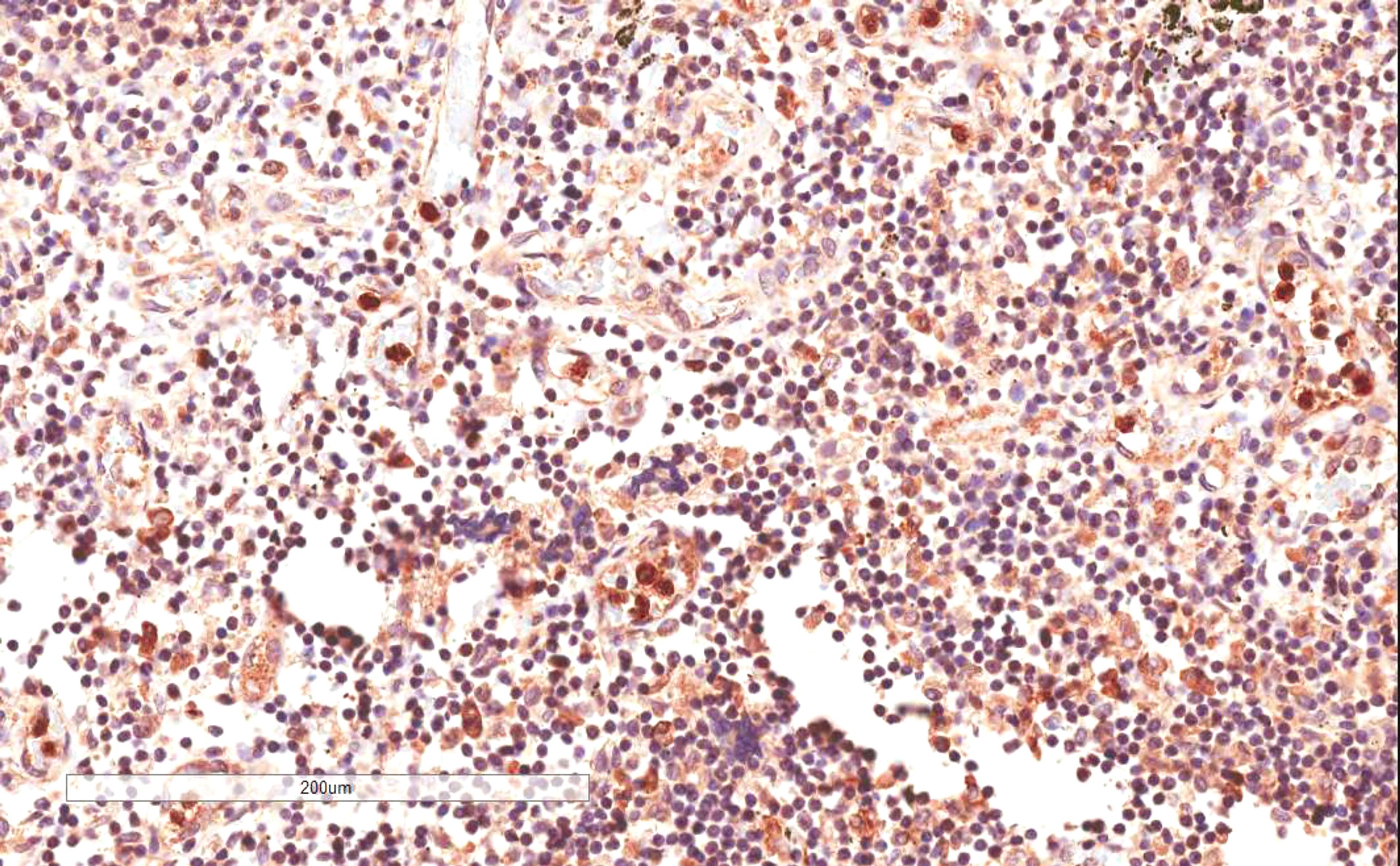 45-674 (4ug/ml) staining of paraffin embedded HumanLymph Node. Microwaved antigen retrieval with citrate buffer pH 6, HRP-staining.