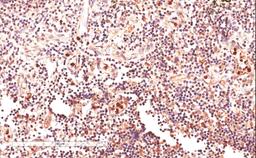 45-674 (4ug/ml) staining of paraffin embedded HumanLymph Node. Microwaved antigen retrieval with citrate buffer pH 6, HRP-staining.