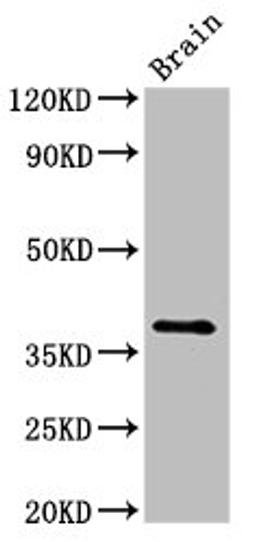 Western Blot. Positive WB detected in: Rat brain tissue. All lanes: Lum antibody at 2.5µg/ml. Secondary. Goat polyclonal to rabbit IgG at 1/50000 dilution. Predicted band size: 39 kDa. Observed band size: 39 kDa