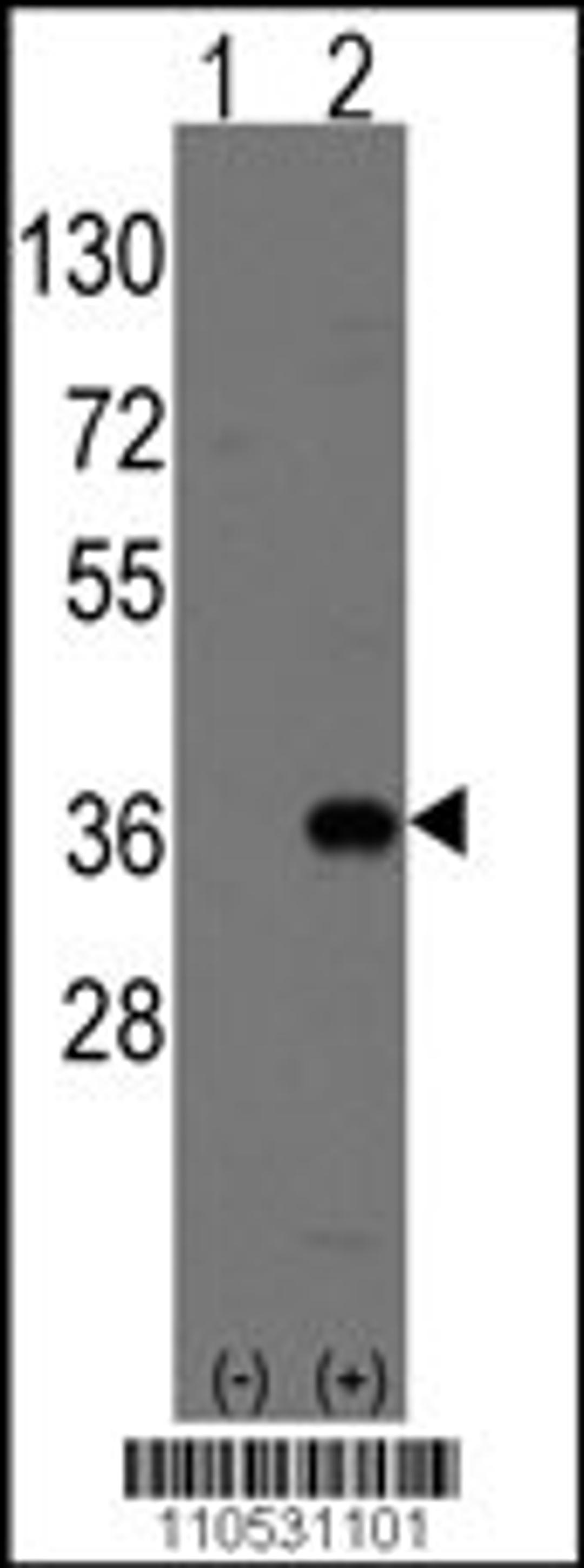 Western blot analysis of Msx2 using rabbit polyclonal Msx2 Antibody (Human C-term) using 293 cell lysates (2 ug/lane) either nontransfected (Lane 1) or transiently transfected with the Msx2 gene (Lane 2).