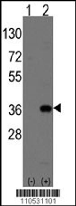 Western blot analysis of Msx2 using rabbit polyclonal Msx2 Antibody (Human C-term) using 293 cell lysates (2 ug/lane) either nontransfected (Lane 1) or transiently transfected with the Msx2 gene (Lane 2).