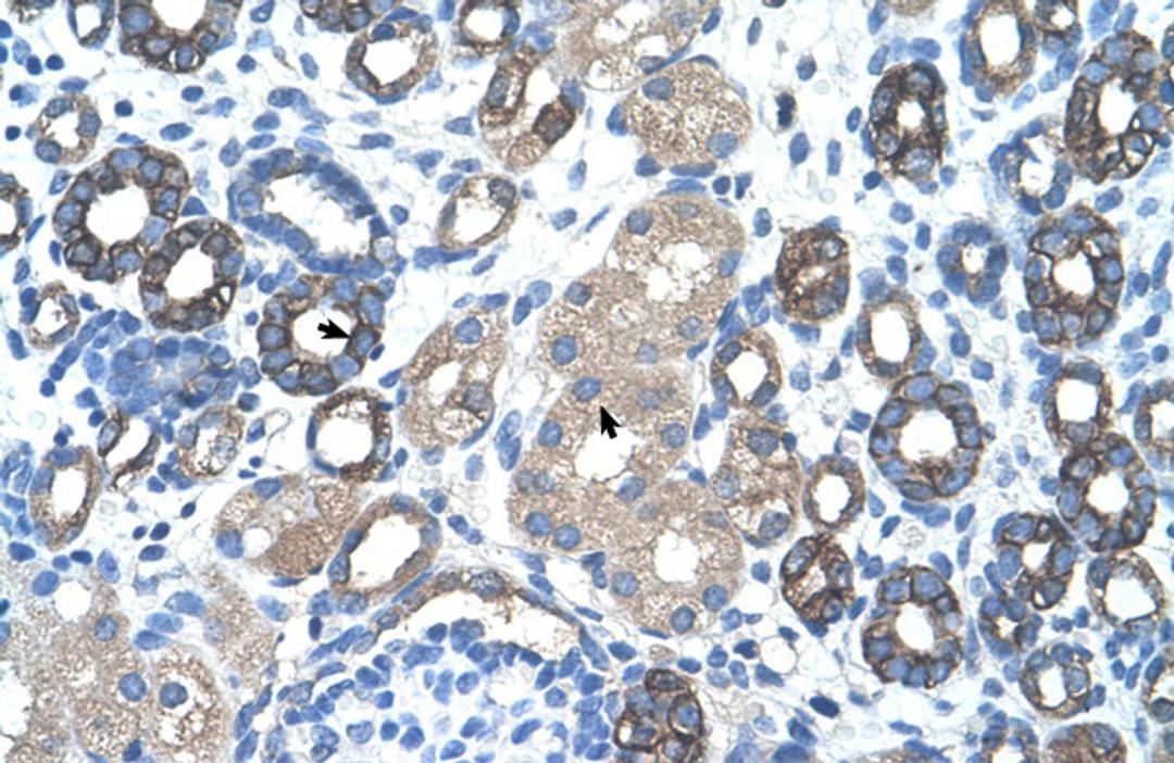 Antibody used in IHC on Human kidney.