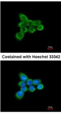 Immunocytochemistry/Immunofluorescence: NDUFAB1 Antibody [NBP1-31682] - Analysis of methanol-fixed A431, using antibody at 1:200 dilution.