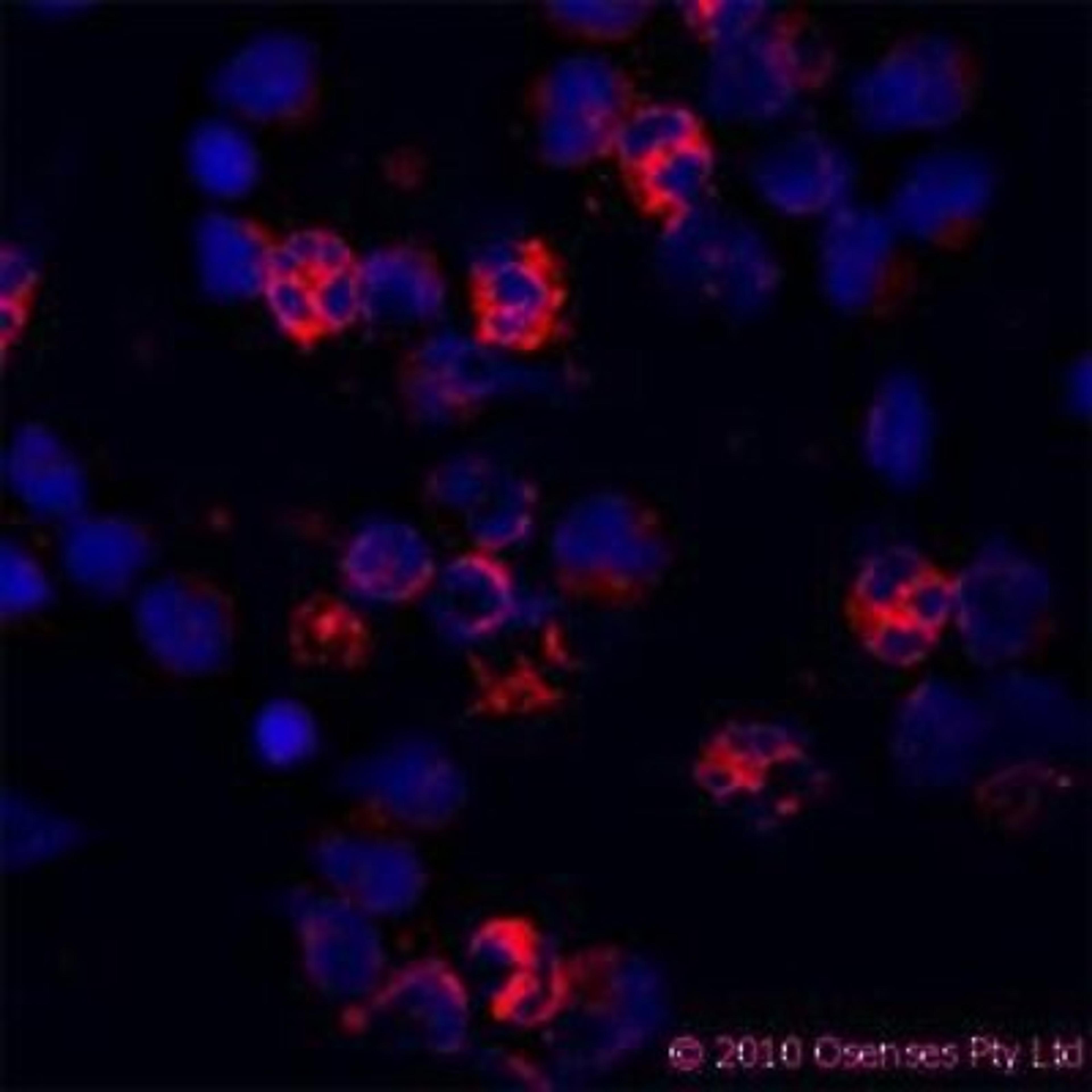 Immunocytochemistry/Immunofluorescence: Cathelicidin Antibody (OSX12) [NBP1-46781] - Staining of a cytospin preparation of peripheral blood mononuclear cells (PBMC) isolated from buffycoat. Cells were left to air dry and then fixed with cold acetone (90 seconds) and blocked with PBS containing 1% FCS and 0.1% saponin (blocking buffer) for 20 minutes. Cells were then washed twice in PBS and incubated with Mouse monoclonal to human Cathelicidin (CAP-18, antibacterial protein LL-37, CAMP, CRAMP, FALL39): OSX12 clone at a concentration of 10 ug/ml. DAPI counterstained appearing in blue. The antibody selectively recognizes polymorphonuclar cells.