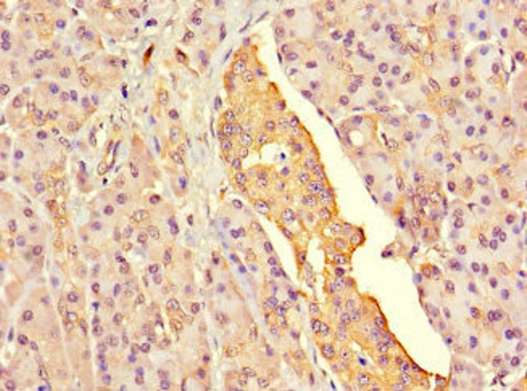 Immunohistochemistry of paraffin-embedded human pancreatic tissue using CSB-PA873624LA01HU at dilution of 1:100