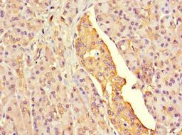 Immunohistochemistry of paraffin-embedded human pancreatic tissue using CSB-PA873624LA01HU at dilution of 1:100