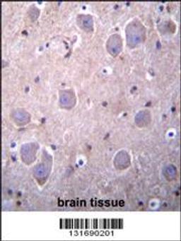 RAP1GDS1 Antibody immunohistochemistry analysis in formalin fixed and paraffin embedded human brain tissue followed by peroxidase conjugation of the secondary antibody and DAB staining.