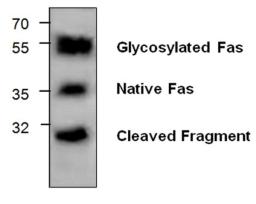 Western blot analysis of rat kidney tissue lysate probed with Rabbit anti CD95 / FAS antibody