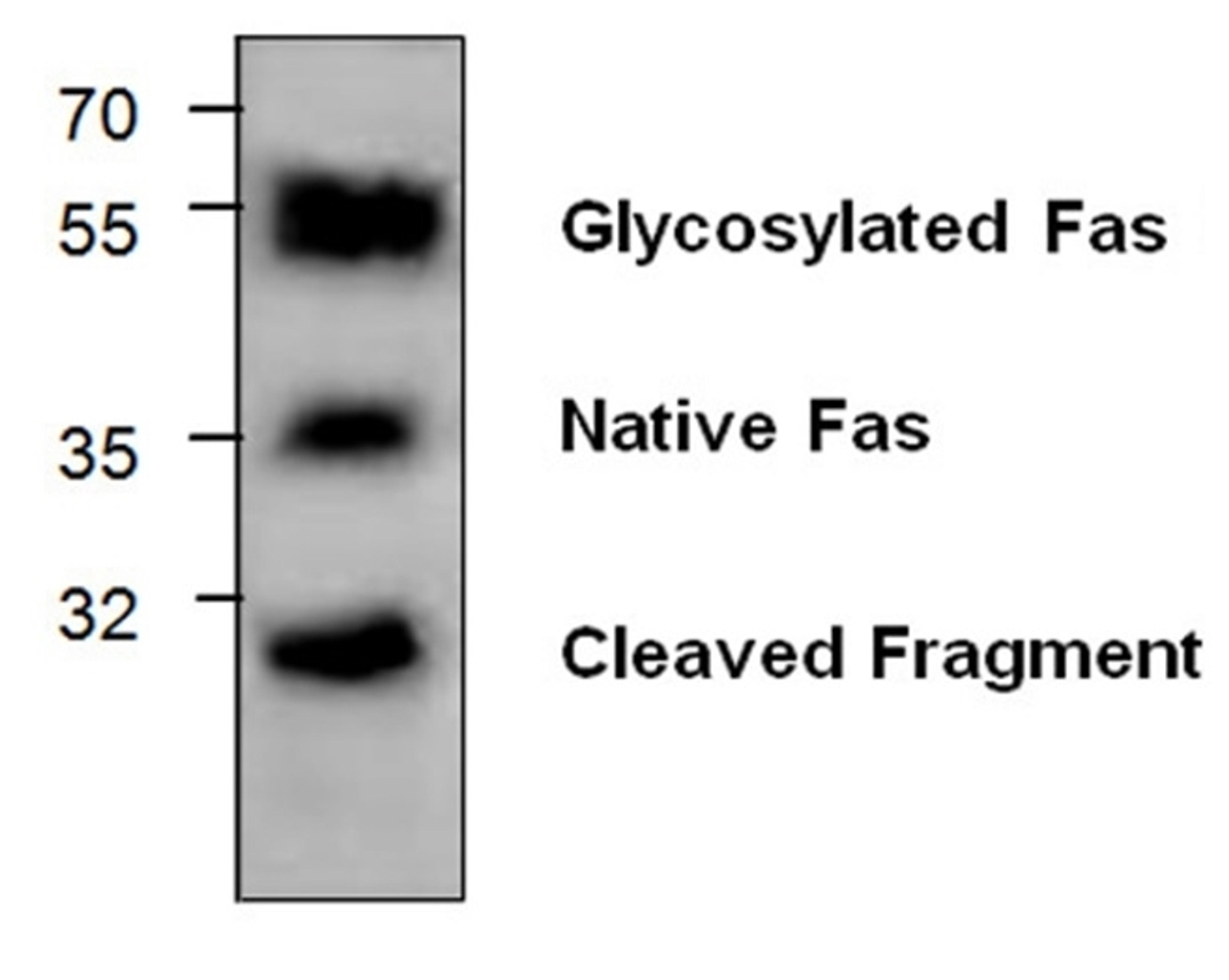 Western blot analysis of rat kidney tissue lysate probed with Rabbit anti CD95 / FAS antibody