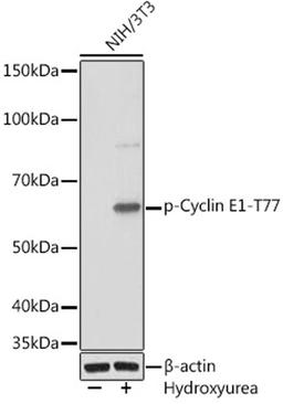 Western blot - Phospho-Cyclin E1-T77 Rabbit mAb (AP1014)