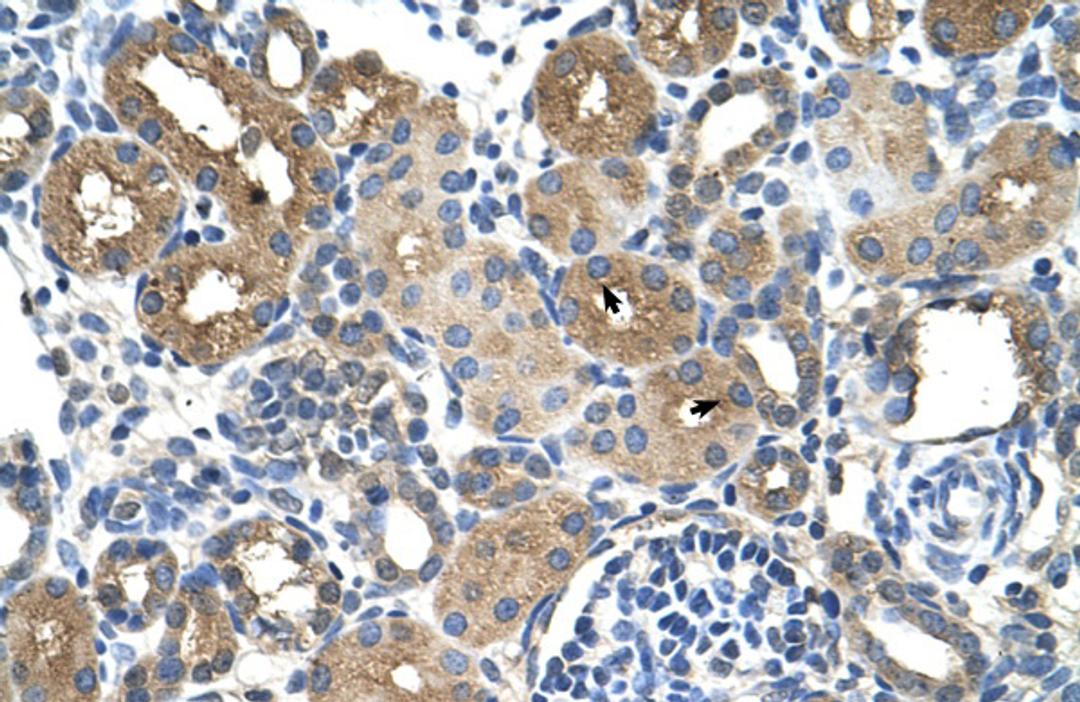 Antibody used in IHC on Human kidney.