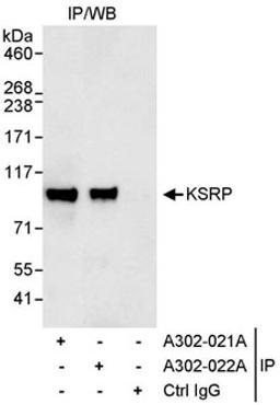 Detection of human KSRP by western blot of immunoprecipitates.