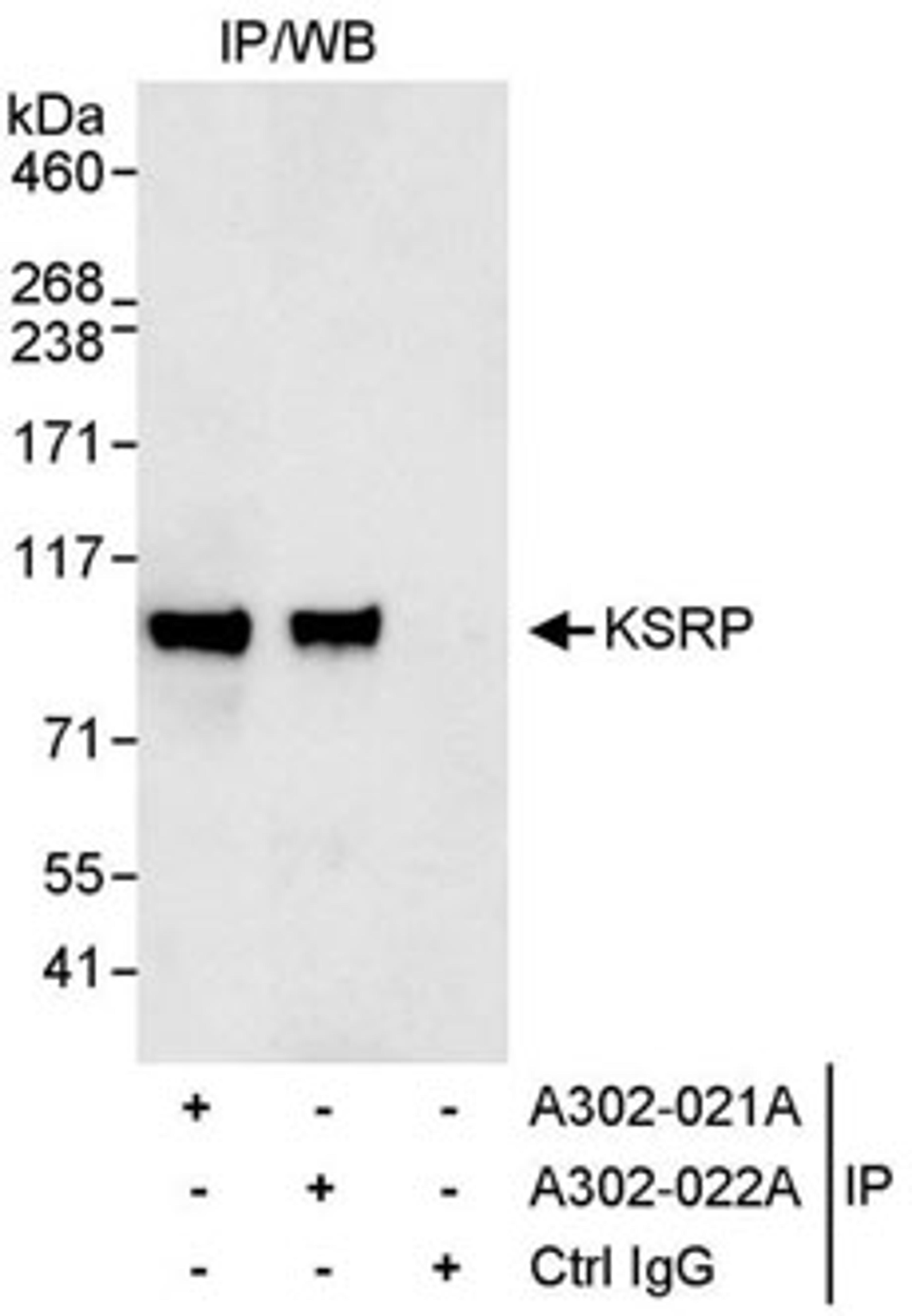 Detection of human KSRP by western blot of immunoprecipitates.