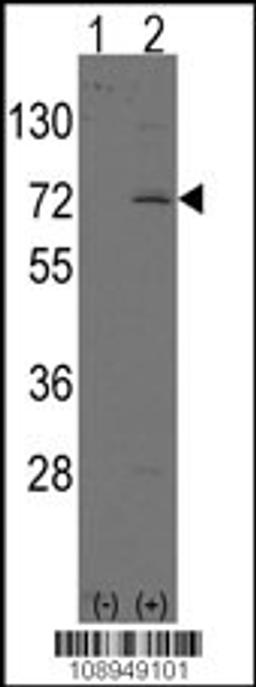 Western blot analysis of LINGO1 using rabbit polyclonal LINGO1 Antibody.293 cell lysates (2 ug/lane) either nontransfected (Lane 1) or transiently transfected with the LINGO1 gene (Lane 2).