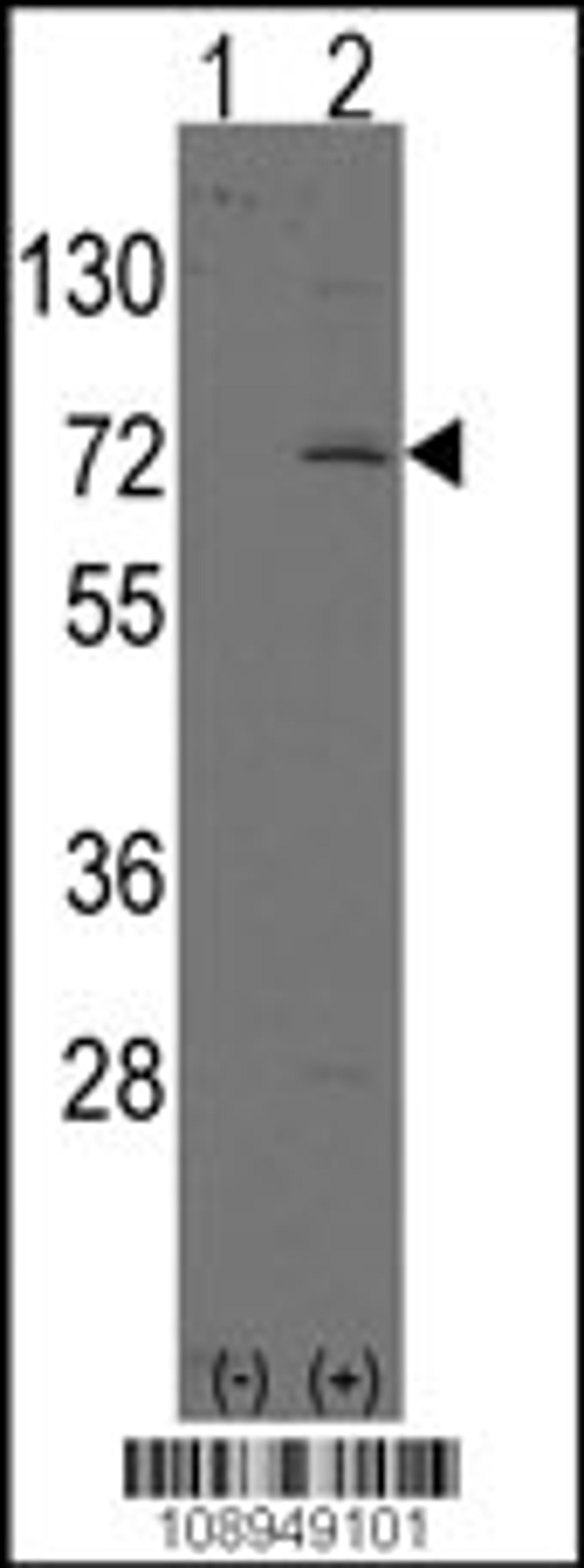 Western blot analysis of LINGO1 using rabbit polyclonal LINGO1 Antibody.293 cell lysates (2 ug/lane) either nontransfected (Lane 1) or transiently transfected with the LINGO1 gene (Lane 2).