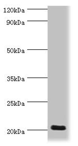 Western blot. All lanes: Prion-like protein doppel antibody at 2ug/ml + Mouse spleen tissue. Secondary. Goat polyclonal to rabbit IgG at 1/10000 dilution. Predicted band size: 20 kDa. Observed band size: 20 kDa. 