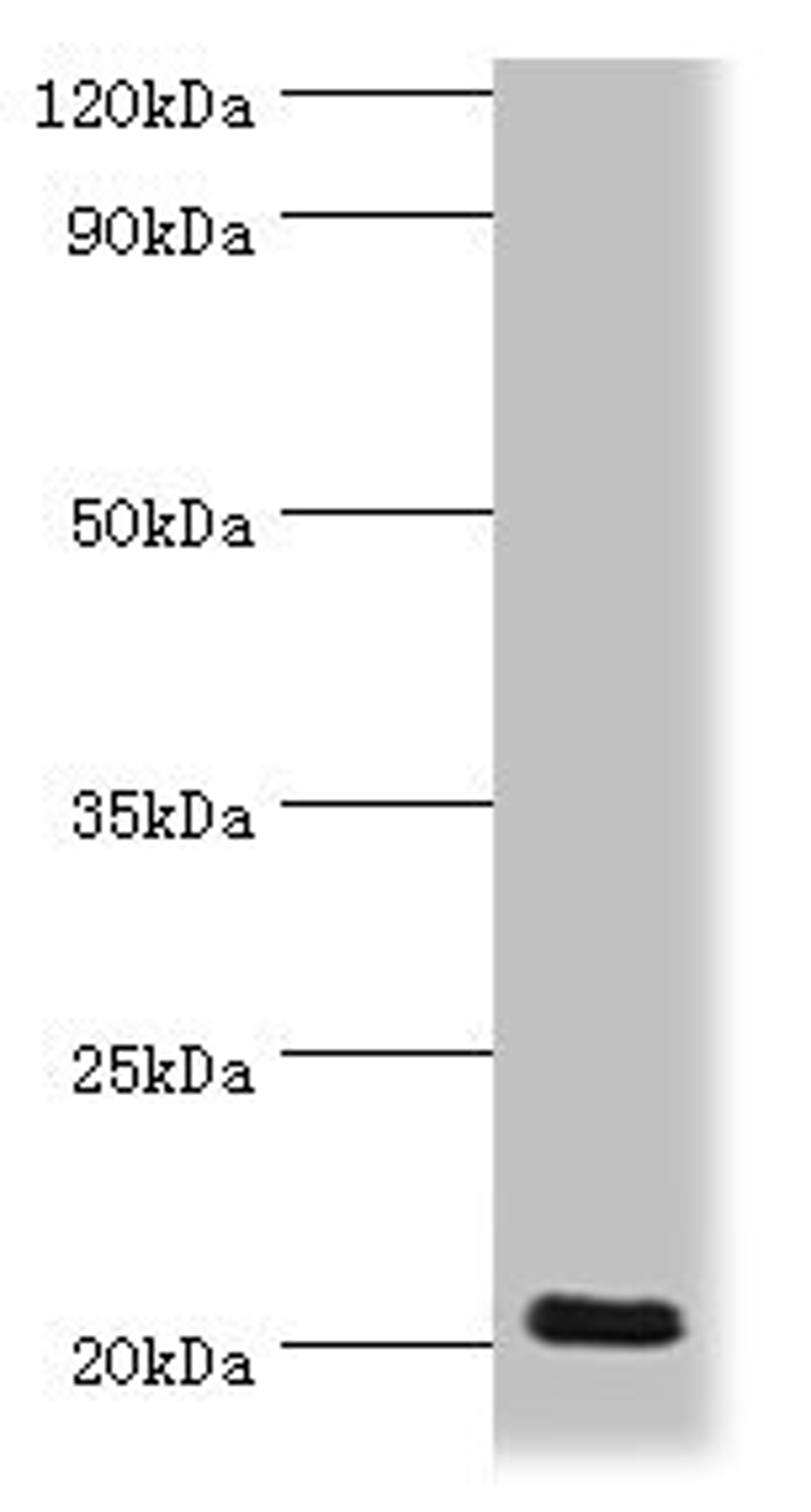 Western blot. All lanes: Prion-like protein doppel antibody at 2ug/ml + Mouse spleen tissue. Secondary. Goat polyclonal to rabbit IgG at 1/10000 dilution. Predicted band size: 20 kDa. Observed band size: 20 kDa. 